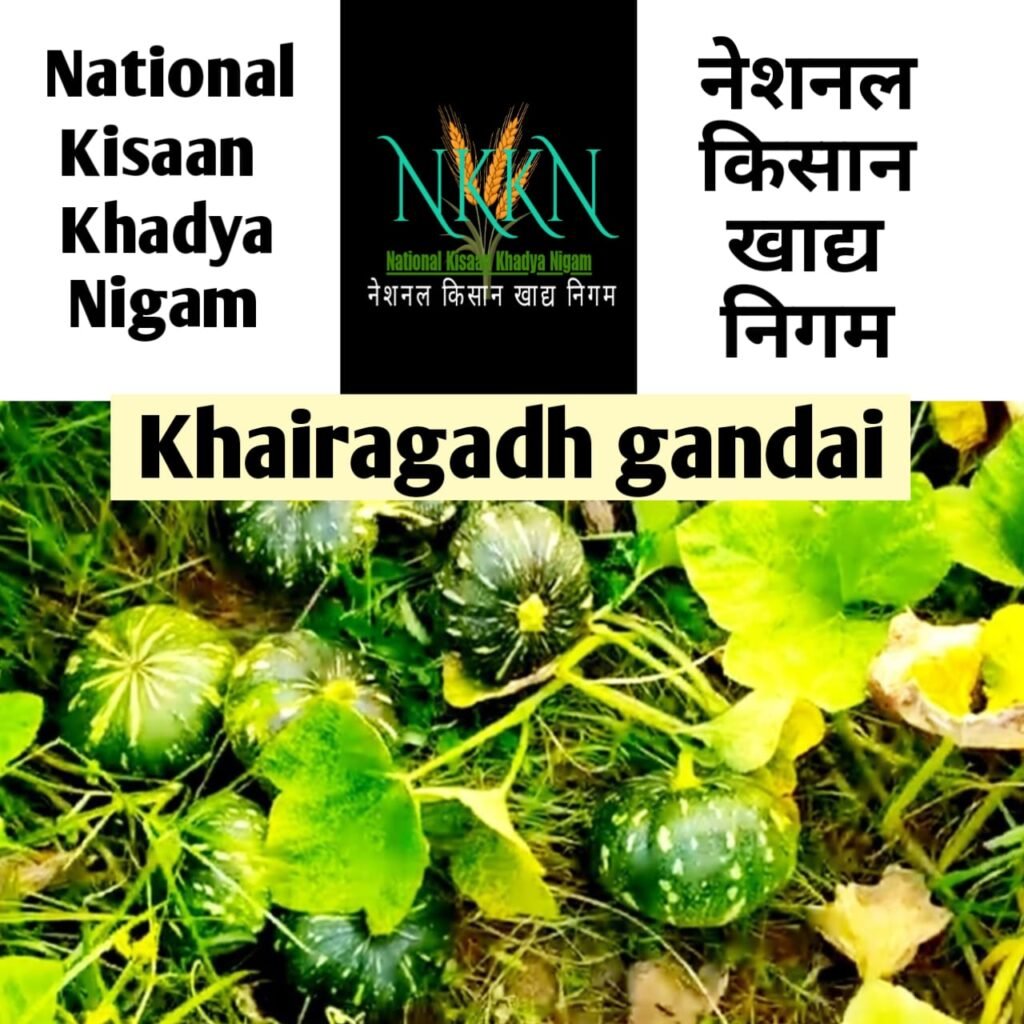 NKKN: National Kisaan Khadya Nigam Processing Unit in  Khairagarh-Chhuikhadan-Gandai District CHHATTISGARH