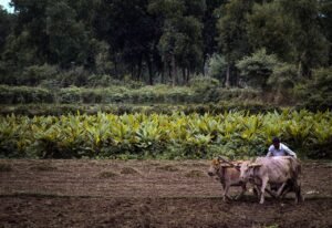 Read more about the article National Kisaan Khadya Nigam Agri Business Training School open shortly in Saran District of Bihar