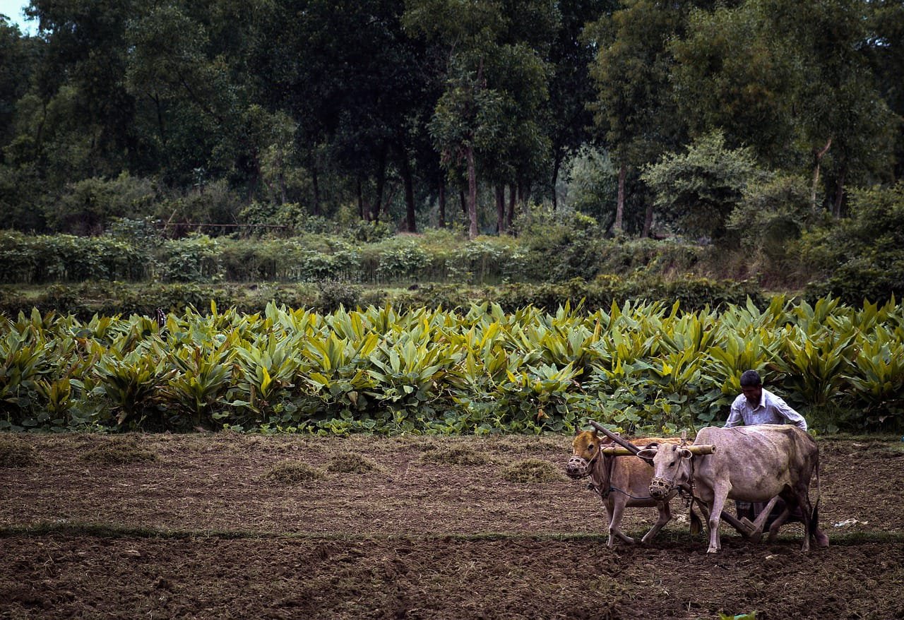 Read more about the article National Kisaan Khadya Nigam Agri Business Training School open shortly in Nashik District of Maharashtra